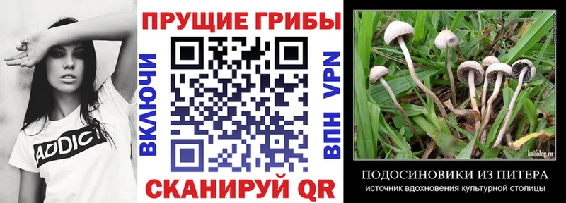 Галлюциногенные грибы Psilocybine cubensis  Ряжск 
